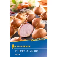 Sadzobová šalotka Biztro (fialová) Kiepenkerl 10 ks