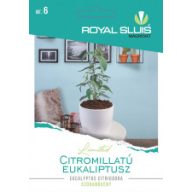 Eukalyptus s citrónovou vôňou 10 kusov Royal Sluis