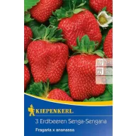 Jahoda Senga-Sengana (rhizóm) 3 ks Kiepenkerl