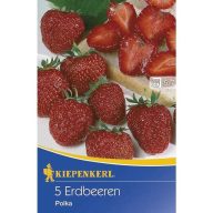 Jahoda Polka (rhizóm) 3 ks Kiepenkerl