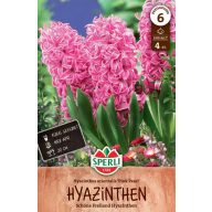 Kvetinové cibuľky Hyacint Pink Pearl 4 ks Sperli