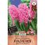 Kvetinové cibuľky Hyacint Pink Pearl 4 ks Sperli