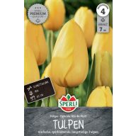 Kvetinová cibuľa Tulipán Roi du Midi 7 ks Sperli
