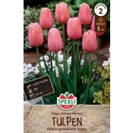 Cibuľka tulipánu Menton 5 ks Sperli