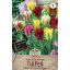 Cibuľky tulipánu farebná zmes Viridiflora 10 ks Sperli