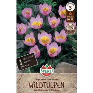   Kvetinová cibuľka Tulipán divý tulipán Lilac Wonder 10 ks Sperli