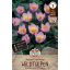 Kvetinová cibuľka Tulipán divý tulipán Lilac Wonder 10 ks Sperli
