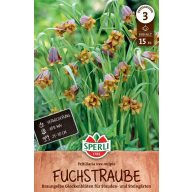 Cibuľky assýrskej kockovanej ľalie 15 ks Sperli