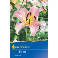 Kvetinová cibuľka Ľalia Urandi Profi-Line Kiepenkerl 1 ks