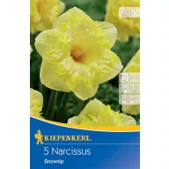 Cibuľky kvetov Narcis Snowtip Kiepenkerl 5 ks