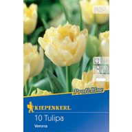 Cibuľky tulipánu Verona Profi-Line Kiepenkerl 10 ks