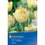 Cibuľky tulipánu Verona Profi-Line Kiepenkerl 10 ks