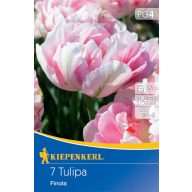 Kvetinová cibuľa Tulipán Finola 7 ks Kiepenkerl