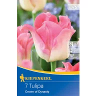   Kvetinová cibuľka Korona tulipán Crown of Dynasty 7 ks Kiepenkerl