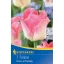 Kvetinová cibuľka Korona tulipán Crown of Dynasty 7 ks Kiepenkerl