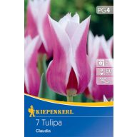 Cibuľky tulipánu ľaliokvetého Claudia 7 ks Kiepenkerl