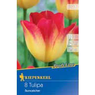 Cibuľky tulipánu Suncatcher 8 ks Kiepenkerl