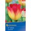 Cibuľky tulipánu Suncatcher 8 ks Kiepenkerl