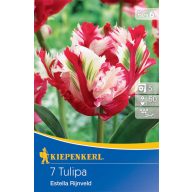   Cibuľky tulipánu papagájového Estella Rijnveld 7 ks Kiepenkerl