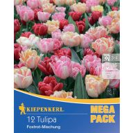   Cibuľky tulipánov Foxtrot-Mix Mega balenie 12 ks Kiepenkerl