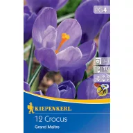   Cibuľka veľkokvetého krokusu Grand Maitre/Blau 12 ks Kiepenkerll
