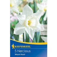 Cibuľky trubkovitého narcisu Mount Hood 5 ks Kiepenkerl