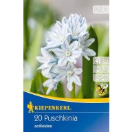   Cibuľky kvetov Hviezdny Puschkinia (Puschkinia) 10 ks Kiepenkerl