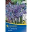 Cibuľky kvetov Prérijná sviečka (Camassia) 7 ks Kiepenkerl