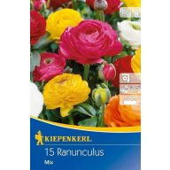   Kvetinové cibuľky boglárky (Ranunculus) Aviv-Mix 15 ks Kiepenkerl