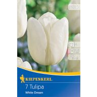 Kvetinové cibuľky Tulipán White Dream 7 ks Kiepenkerl