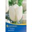 Kvetinové cibuľky Tulipán White Dream 7 ks Kiepenkerl
