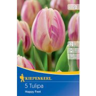 Kvetinová cibuľka Tulipán Happy Feet 5 ks