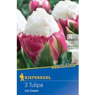 Kvetinová cibuľka Tulipán Zmrzlina 3 ks Kiepenkerl