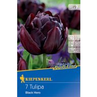 Kvetinová žiarovka Tulipán Black Hero 7 ks