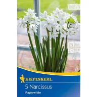 Cibuľky narcisu Paperwhite 5 ks Kiepenkerl