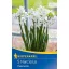 Cibuľky narcisu Paperwhite 5 ks Kiepenkerl