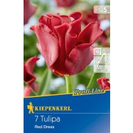Cibuľky tulipánu Red Dress 7 ks Kiepenkerl