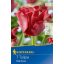 Cibuľky tulipánu Red Dress 7 ks Kiepenkerl