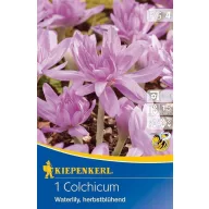   Kvetinová cibuľka Kikerica (Colchicum) lekno 1 ks Kiepenkerl
