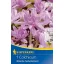 Kvetinová cibuľka Kikerica (Colchicum) lekno 1 ks Kiepenkerl