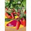 Bio chilli paprička Ruben jalapeño Rein Saat približne 30 semien