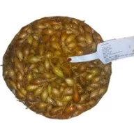 Cibuľa Makói 10 kg