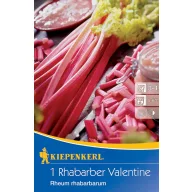 Rebarbora Valentine Kiepenkerl 1 rastlina