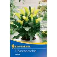   Kvetinová cibuľka Kale (Zantedeschia) žltá Kiepenkerl 1 ks
