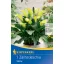 Kvetinová cibuľka Kale (Zantedeschia) žltá Kiepenkerl 1 ks