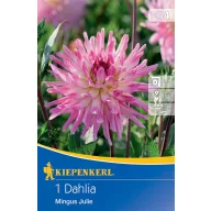 Kvetinová cibuľka Dahlia Mingus Julie Kiepenkerl 1 ks