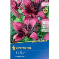 Kvetinová cibuľka Lily Purple Eye Kiepenkerl 1 ks
