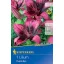 Kvetinová cibuľka Lily Purple Eye Kiepenkerl 1 ks
