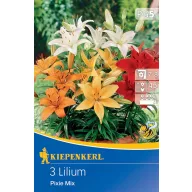 Žiarovka Lily mix farieb Pixie Mix Kiepenkerl 3 ks