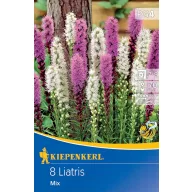 Kvetinová cibuľka okrasná (Liatris) zmes 8 ks